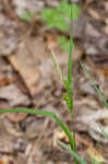 Limestone meadow sedge